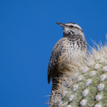 Cactus Wren-04