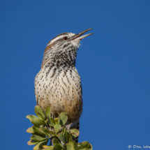 Cactus Wren-06