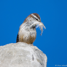 Cactus Wren Building Nest-02
