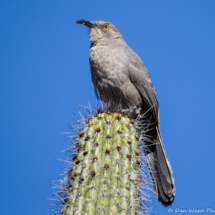 Curved-billed Thrasher-02