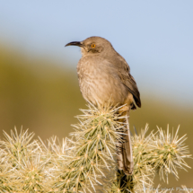 Curved-billed Thrasher-04