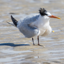 Elegant Tern-03