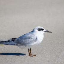 Forster's Tern-01