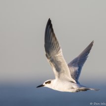 Forster's Tern in Flight-02