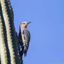 Gila Woodpecker-Female-01