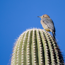 Gila Woodpecker-Male-01