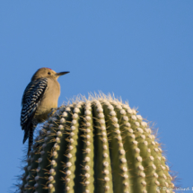 Gila Woodpecker-Male-03