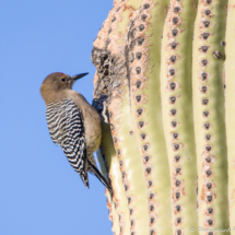 Gila Woodpecker-Male-04