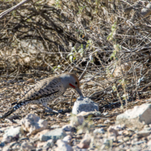 Gilded Flicker-Male-01