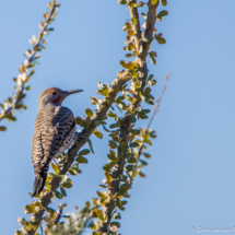 Gilded Flicker-Male-03