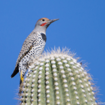 Gilded Flicker-Male-07