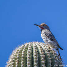 Gilded Flicker-Male-08