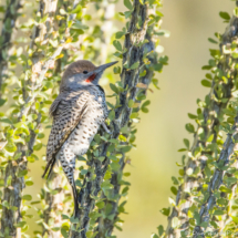 Gilded Flicker-Male-10