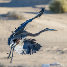 Great Blue Heron Landing-01