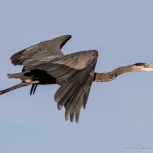 Great Blue Heron in Flight-01