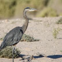 Great Blue Heron in the Desert-02