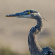 Great Blue Heron up Close-01