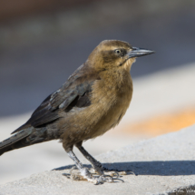 Great-tailed Grackle-Female-04