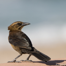 Great-tailed Grackle-Female-06