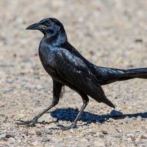 Great-tailed Grackle-Male-05