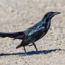 Great-tailed Grackle-Male-06
