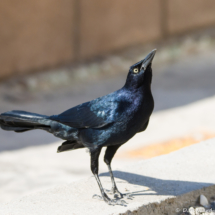 Great-tailed Grackle-Male-07