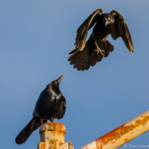 Great-tailed Grackles-Males-01
