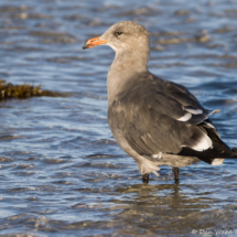 Heerman's Gull-02