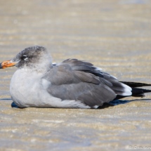 Heerman's Gull-03