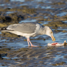 Herring Gull Eating A Stingray-01