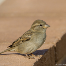 House Sparrow-Female-02
