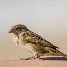 House Sparrow-Female-07