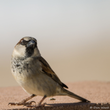 House Sparrow-Male-02