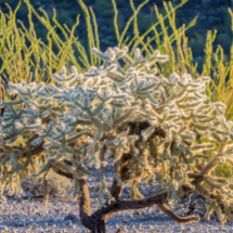 Jumping Cholla Cactus-01