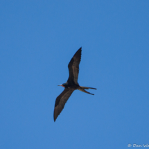 Magnificant Frigate Bird-Male-03