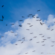 Magnificant Frigate Birds!