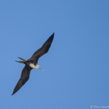 Magnificent Frigatebird-Female-02