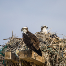 Nesting Pair of Ospreys-02