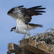 Nesting Pair of Ospreys-03