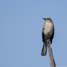 Northern Mockingbird-01