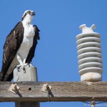 Osprey-03