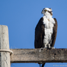 Osprey-04