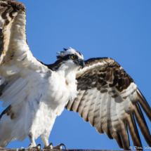 Osprey-05