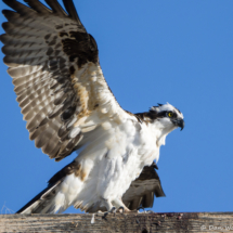 Osprey-06