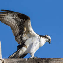 Osprey-07