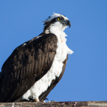 Osprey-08