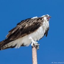 Osprey-10