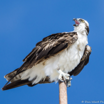 Osprey-11