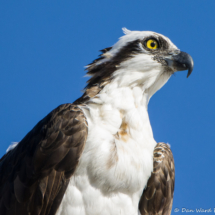 Osprey Close Up-02