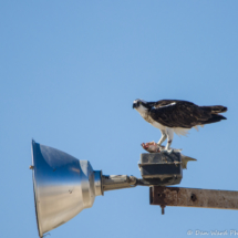 Osprey Eating A Fish-02